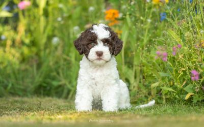 Lagotto pups