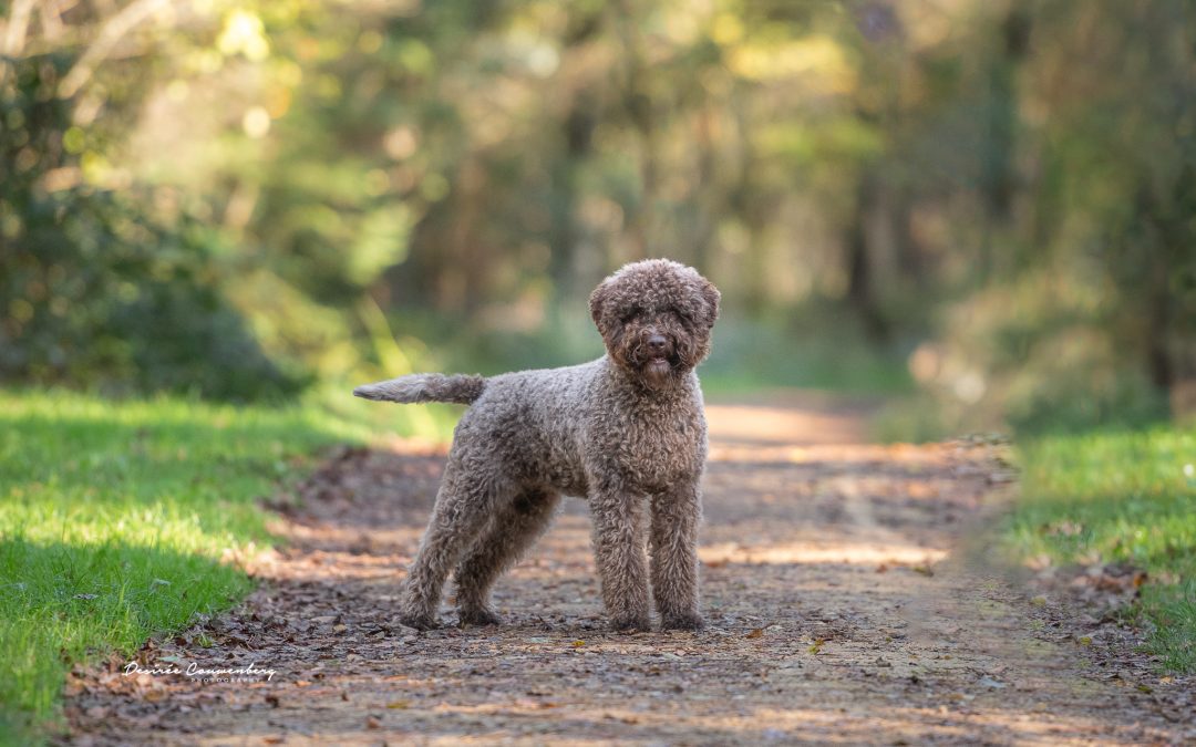 De Lagotto