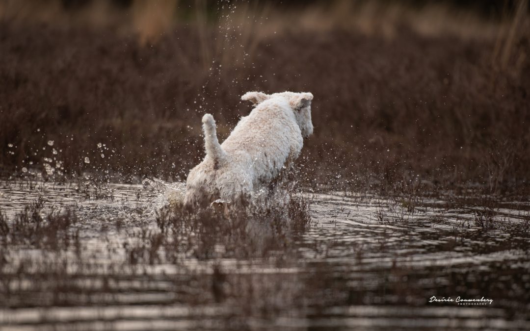 Jong volwassen honden