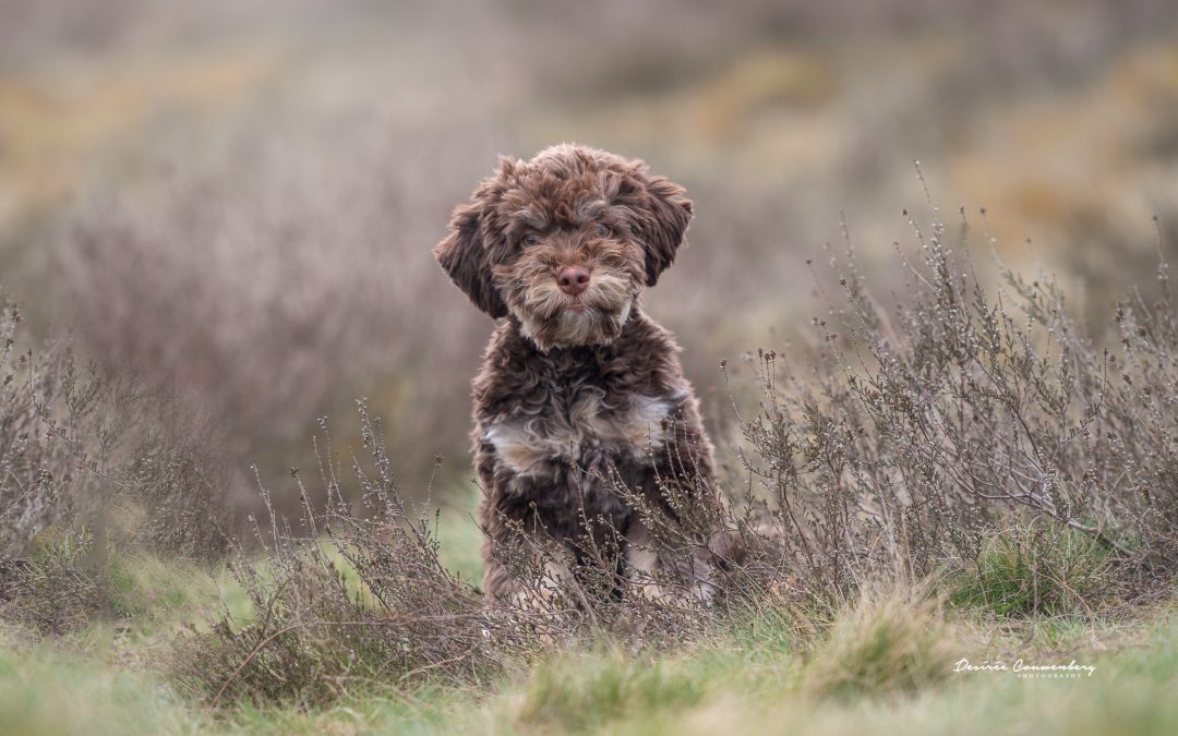 vachtverzorging pup