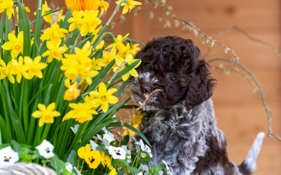 Pups verwacht