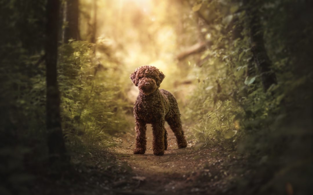 Jong volwassen honden