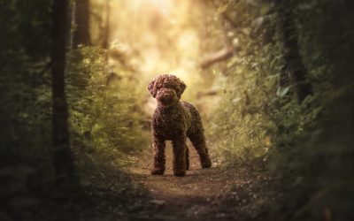 Jong volwassen honden