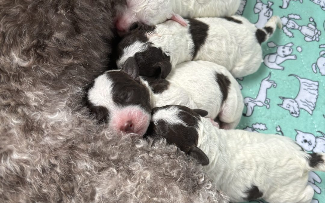 Druifje's puppies