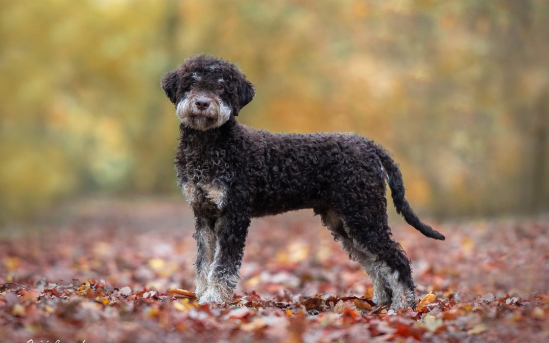 Vergiftiging bij honden