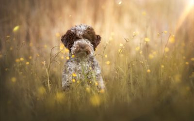 Pups geboren